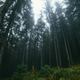 Image for article titled Massive Forest Fires Could Be Cooling the Earth